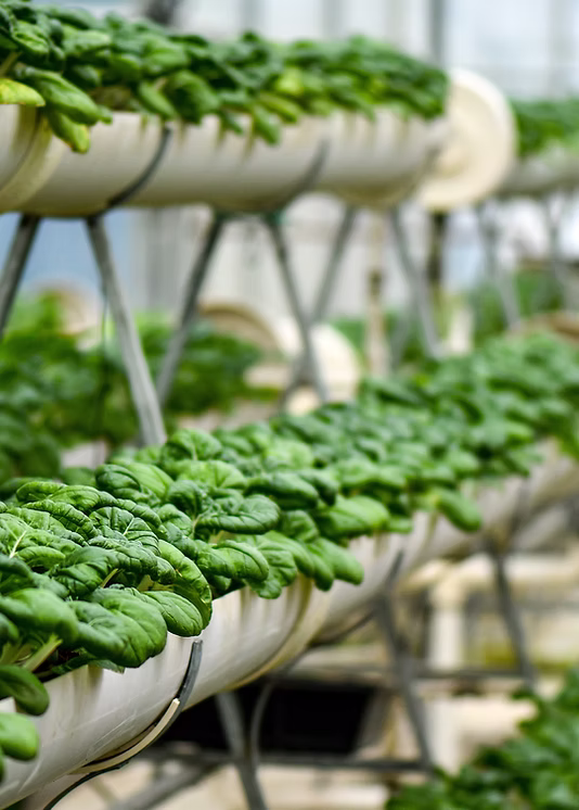 Productive rows of vegetables growing in a hydroponic farm